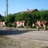 E COMME EVOSGES (2) - AIN - FR