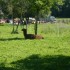 A COMME AIGNOZ - AIN - FRANCE