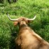 A COMME AIGNOZ (2) - AIN - FRA