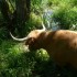 A COMME AIGNOZ (2) - AIN - FRA