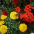 V COMME VERVINS (2) - AISNE - 