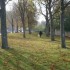 T COMME THEIL (2) - ALLIER - F