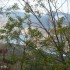 F COMME FAUCON (2) - ALPES DE 
