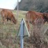 F COMME FRAISSE SUR AGOUT - H�