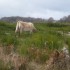 S COMME SAINT PONS DE THOMIERE