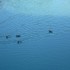 S COMME SAUVE (3) - GARD - FRA