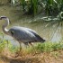 LE MARAIS POITEVIN (2)