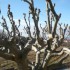 G COMME GIGONDAS - VAUCLUSE - 
