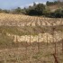 V COMME VACQUERAS - VAUCLUSE -