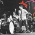 THE ANIMALS