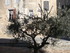 T COMME TAVERNES - VAR - FRANC