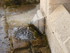 SALON DE PROVENCE - AUREILLE -
