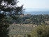 T COMME TOURTOUR (2) - VAR - F