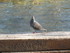 T COMME TRANS EN PROVENCE - VA