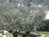 D COMME DRAGUIGNAN (2) - VAR -