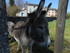 SAINT GERVAIS SUR MARE - MURAT
