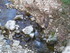 B COMME BARNAS - ARDÈCHE - FR