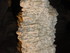 A COMME AVEN D'ORGNAC (2) - AR