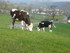 C COMME CASTELNAU PEGAYROLS - 