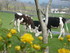 C COMME CASTELNAU PEGAYROLS - 