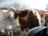 L COMME LE VIBAL - AVEYRON - F