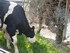 L COMME LE VIBAL - AVEYRON - F