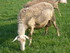 L COMME LE VIBAL - AVEYRON - F
