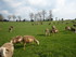 L COMME LE VIBAL - AVEYRON - F