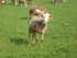 L COMME LE VIBAL - AVEYRON - F