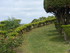 L'ISLE DE NOÉ - MONTESQUIOU -