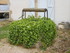 L'ISLE DE NOÉ - MONTESQUIOU -