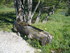 R COMME HAMEAU DU ROUBION (2) 