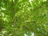 M COMME MONT DAUPHIN (2) - HAU