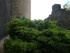 S COMME SEDAN (4) - ARDENNES -