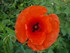 S COMME SEDAN (5) - ARDENNES -