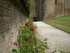 S COMME SEDAN (5) - ARDENNES -