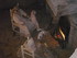 S COMME SEDAN (7) - ARDENNES -