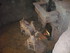 S COMME SEDAN (7) - ARDENNES -