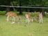 PARC ANIMALIER SAINT LAURENT -