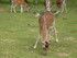 PARC ANIMALIER SAINT LAURENT -