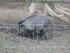 PARC ANIMALIER SAINT LAURENT -