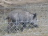 PARC ANIMALIER SAINT LAURENT -