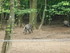 PARC ANIMALIER SAINT LAURENT -