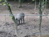 PARC ANIMALIER SAINT LAURENT -