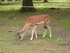 PARC ANIMALIER SAINT LAURENT -