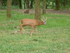 PARC ANIMALIER SAINT LAURENT -