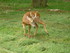 PARC ANIMALIER SAINT LAURENT -