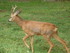 PARC ANIMALIER SAINT LAURENT -