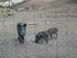 PARC ANIMALIER SAINT LAURENT -