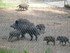 PARC ANIMALIER SAINT LAURENT -